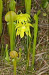 Green pitcherplant